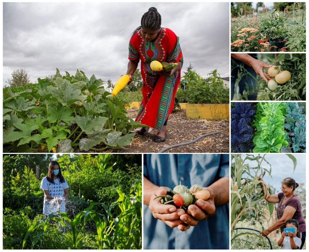 Marion Polk Food Share's Community Gardens image.