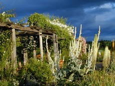 DancingOaksNursery