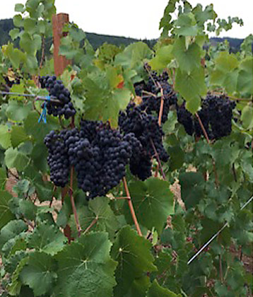 Wine grapes on vine at Airlie Airlie Winery in Monmouth, Oregon